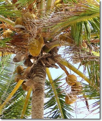 photo-noix-de-coco-martinique