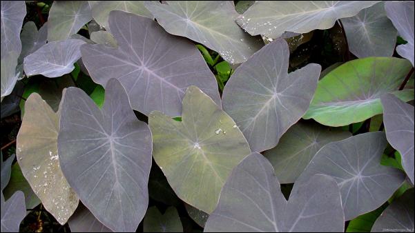 photo-nature-feuilles-noir-jardin-de-balata-martinique.jpg